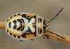 Eurydema ornata